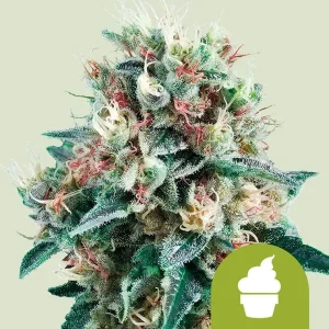 Blüte von Royal Creamatic Auto von Royal Queen Seeds, selbstblühende Cannabissorte.