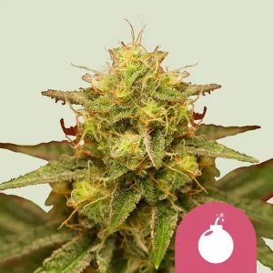 Harzige Blüte von Royal Domina von Royal Queen Seeds, Indica-Cannabissorte.