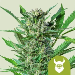 Harzige Blüte von Royal Dwarf Auto von Royal Queen Seeds, selbstblühende Cannabissorte.