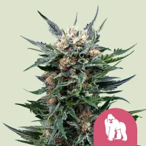 Harzige Blüte von Royal Gorilla Auto von Royal Queen Seeds, selbstblühende Cannabissorte.