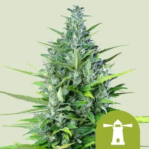Harzige Blüte von Royal Haze Auto von Royal Queen Seeds, selbstblühende Cannabissorte.