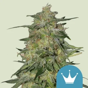 Harzige Blüte von Royal Highness CBD von Royal Queen Seeds, CBD-reiche Cannabissorte.