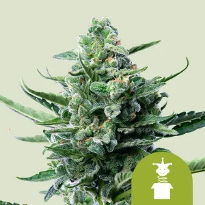 Harzige Blüte von Royal Jack Auto von Royal Queen Seeds, selbstblühende Cannabissorte.