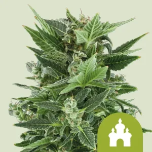 Blüte von Royal Kush Auto von Royal Queen Seeds, selbstblühende Cannabissorte.