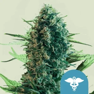 Harzige Blüte von Royal Medic CBD von Royal Queen Seeds, CBD-reiche Cannabissorte.
