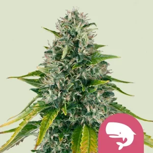 Harzige Blüte von Royal Moby von Royal Queen Seeds, Cannabissorte.