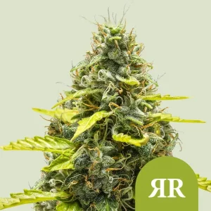 Harzige Blüte von Royal Runtz Auto von Royal Queen Seeds, selbstblühende Cannabissorte.