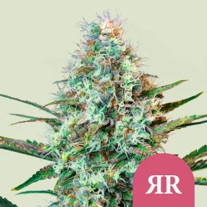 Harzige Blüte von Royal Runtz von Royal Queen Seeds, Cannabissorte.