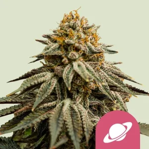 Pflanze von Royal Skywalker von Royal Queen Seeds in der Blütephase, Cannabissorte.