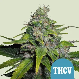 Harzige Blüte von Royal THCV CBD von Royal Queen Seeds, Cannabissorte.