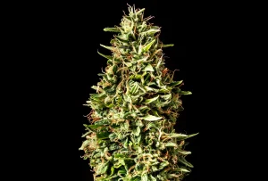 Blüte von Runtz Auto von Kannabia, selbstblühende Cannabissorte.