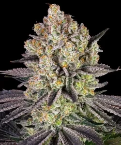 Blüte von Runtz, Cannabissorte mit Karamellgeschmack.