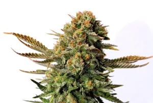 Blüte von Russian Doll von Kannabia, Cannabissorte.