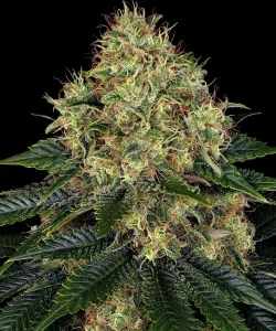 Harzige Blüte von Skywalker OG Auto von Barney's Farm, selbstblühende Cannabissorte.
