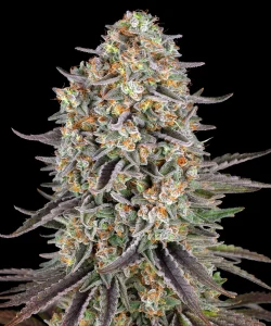Harzige Blüte von Sour Strawberry von Barney's Farm, Cannabissorte.