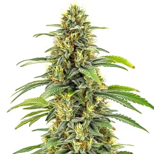Haupt-Cola von Santa Muerte Fast Blooming, schnell blühende Cannabissorte.