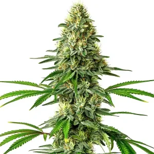 Pflanze von Santa Muerte im Außenanbau, Cannabissorte von Blimburn Seeds.