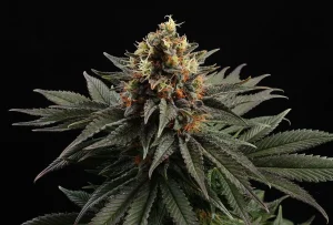 Blüte von Sativa Dream von Kannabia, Sativa-Cannabissorte.