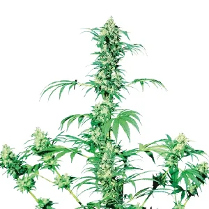 Blühende Pflanze von Early Girl REG von Sensi Seeds, reguläre Cannabissamen.