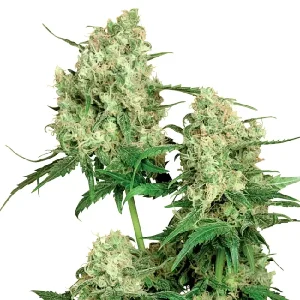 Indica-Blüte von Maple Leaf REG von Sensi Seeds, reguläre Cannabissamen.