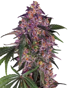 Blüte von Sensi Purple Kush von Sensi Seeds, Indica-Cannabissorte.