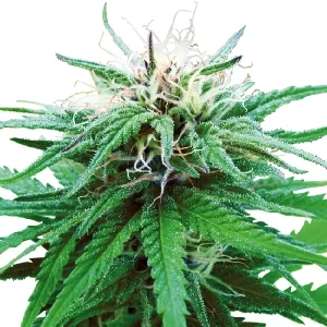 Pflanze von Ruderalis Indica REG von Sensi Seeds, reguläre Cannabissamen.