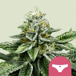 Blüte von Sherbet Queen, Indica-Cannabissorte.