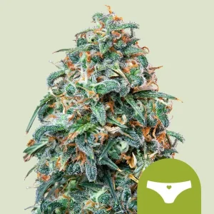 Harzige Blüte von Sherbet Queen Auto von Royal Queen Seeds, selbstblühende Cannabissorte.