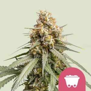 Harzige Blüte von Shining Silver Haze von Royal Queen Seeds, Cannabissorte.