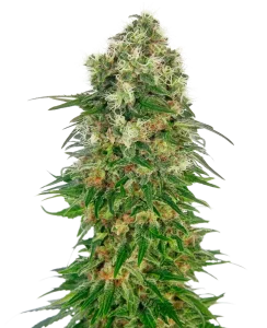 Blüte von Shiva Skunk Auto von Sensi Seeds, selbstblühende Cannabissorte.