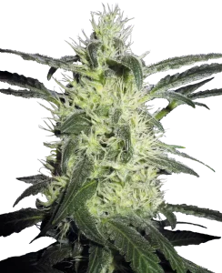 Blüte von Silver Haze von Sensi Seeds, Sativa-Cannabissorte.