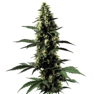 Pflanze von Silver Surfer Haze in der Blütephase, Sativa-Cannabissorte.