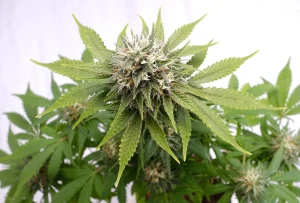 Blüte von Silver Widow von Kannabia, Cannabissorte.