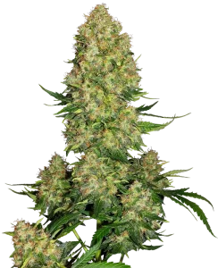 Blüte von Skunk #1 Auto von Sensi Seeds, selbstblühende Cannabissorte.