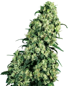 Blüte von Skunk #1 von Sensi Seeds, klassische Skunk-Cannabissorte.