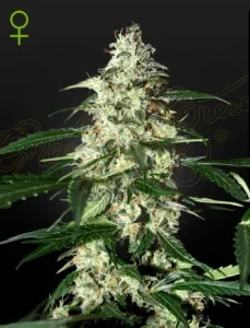 Blüte von Skunk Auto von Green House, selbstblühende Cannabissorte.