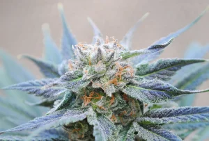 Blüte von Skunk+ von Kannabia, Skunk-Cannabissorte.