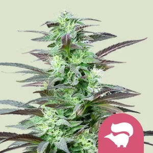 Harzige Blüte von Skunk XL von Royal Queen Seeds, Cannabissorte.