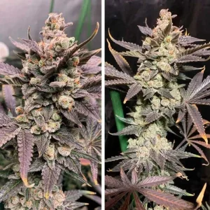 Harzige Blüte von Skywalker Haze, Cannabissorte.