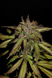 Harzige Blüte von Smoothie Auto, selbstblühende Cannabissorte.