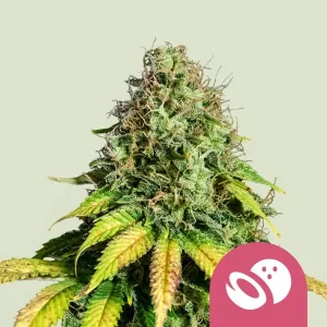 Harzige Blüte von Somango XL von Royal Queen Seeds, Cannabissorte.