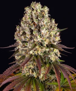 Pflanze von Sour Diesel Auto von Barney's Farm in der Blütephase, selbstblühende Cannabissorte.