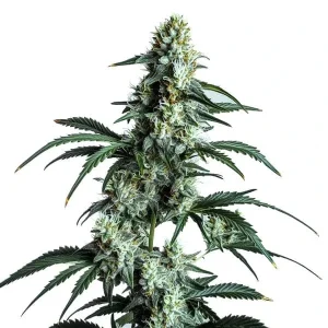 Pflanze von Sour Diesel von Blimburn Seeds in der Blütephase, Cannabissorte.