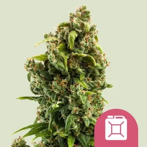 Pflanze von Sour Diesel von Royal Queen Seeds in der Blütephase, Cannabissorte.