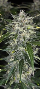 Harzige Blüte von Sour Jealousy Auto, selbstblühende Cannabissorte.