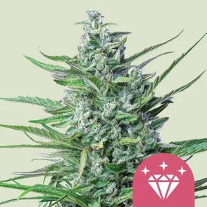 Harzige Blüte von Special Kush #1 von Royal Queen Seeds, Cannabissorte.