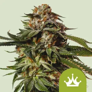 Blüte von Special Queen Auto von Royal Queen Seeds, selbstblühende Cannabissorte.