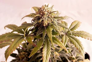 Blüte von Speedy Boom Auto von Kannabia, selbstblühende Cannabissorte.