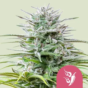 Harzige Blüte von Speedy Chile Fast von Royal Queen Seeds, Cannabissorte.