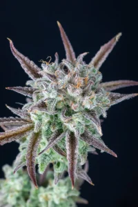 Harzige Blüte von Strawberry Banana Auto, selbstblühende Cannabissorte.